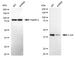 c-Jun Antibody in Western Blot (WB)