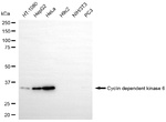 CDK6 Antibody in Western Blot (WB)