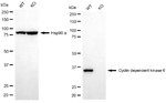 CDK6 Antibody in Western Blot (WB)