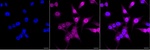 CDK6 Recombinant Rabbit Monoclonal Antibody (25GB3665)