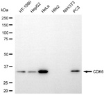 CDK6 Antibody in Western Blot (WB)