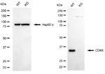 CDK6 Antibody in Western Blot (WB)