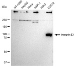 CD61 Antibody in Western Blot (WB)