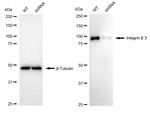 CD61 Antibody in Western Blot (WB)