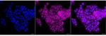 Caspase 6 Antibody in Immunocytochemistry (ICC/IF)