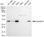 Caspase 6 Antibody in Western Blot (WB)