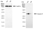 Caspase 6 Antibody in Western Blot (WB)