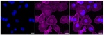 Caspase 6 Recombinant Rabbit Monoclonal Antibody (23GB1225)