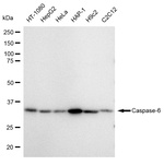 Caspase 6 Antibody in Western Blot (WB)