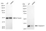 Caspase 6 Antibody in Western Blot (WB)