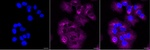 Caspase 1 Recombinant Rabbit Monoclonal Antibody (25GB2415)
