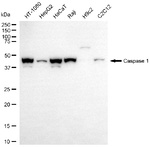 Caspase 1 Antibody in Western Blot (WB)