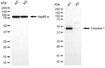 Caspase 1 Antibody in Western Blot (WB)