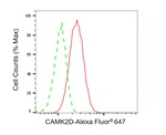 CaMKII delta Antibody in Flow Cytometry (Flow)