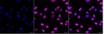 Histone H1.3 Antibody in Immunocytochemistry (ICC/IF)