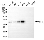 Histone H1.3 Antibody in Western Blot (WB)