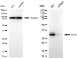 Histone H1.3 Antibody in Western Blot (WB)