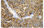 Beta III Tubulin Antibody in Immunohistochemistry (Paraffin) (IHC (P))
