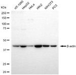 beta Actin Antibody in Western Blot (WB)