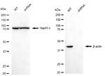 beta Actin Antibody in Western Blot (WB)