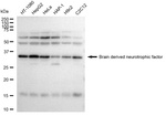 BDNF Antibody in Western Blot (WB)