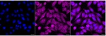 BCR Recombinant Rabbit Monoclonal Antibody (24GB6945)