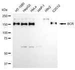 BCR Antibody in Western Blot (WB)