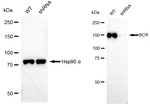BCR Antibody in Western Blot (WB)