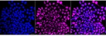 Aurora B Recombinant Rabbit Monoclonal Antibody (25GB2295)