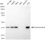 Aurora B Antibody in Western Blot (WB)
