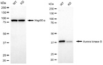 Aurora B Antibody in Western Blot (WB)