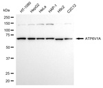 ATP6V1A Antibody in Western Blot (WB)