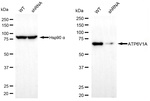 ATP6V1A Antibody in Western Blot (WB)