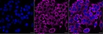 ATP Synthase gamma Monoclonal Antibody (24GB7990)