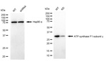 ATP Synthase gamma Antibody in Western Blot (WB)