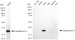 APOE Antibody in Western Blot (WB)