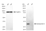 APOE Antibody in Western Blot (WB)