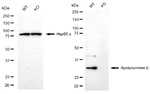 APOE Antibody in Western Blot (WB)