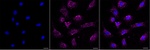SPTAN1 Monoclonal Antibody (24GB13380)