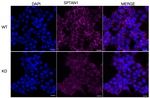 SPTAN1 Antibody in Immunocytochemistry (ICC/IF)