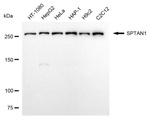SPTAN1 Antibody in Western Blot (WB)