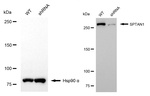 SPTAN1 Antibody in Western Blot (WB)