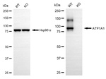 ATP1A1 Antibody in Western Blot (WB)