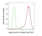 alpha Actinin 4 Antibody in Flow Cytometry (Flow)