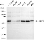 AKT3 Antibody in Western Blot (WB)