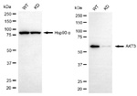 AKT3 Antibody in Western Blot (WB)