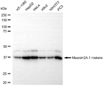 Histone Macro-H2A.1 Antibody in Western Blot (WB)