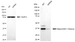 Histone Macro-H2A.1 Antibody in Western Blot (WB)