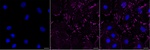 Zyxin Antibody in Immunocytochemistry (ICC/IF)