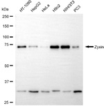 Zyxin Antibody in Western Blot (WB)